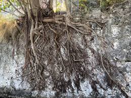 Plant with exposed roots : Exposed Roots Of A Tree On A Wall Growing Stock Photo Picture And Royalty Free Image Image 126411970