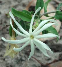 Image result for Jasminum meyeri-johannis