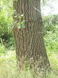 Image result for Populus ×  canescens