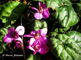 Aufnahmedatum 06 03 2019 Freigelande Botanischer Garten Linz Mit Bildern Botanischer Garten Garten Duftveilchen