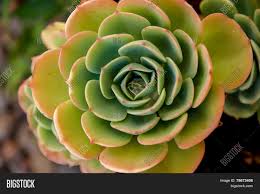 Our selection of cacti and succulents is extensive tufted ice plant, a miniature gem of the south african mesembs, is a fabulous cold hardy succulent for use in rock gardens and. Captivating Pattern Image Photo Free Trial Bigstock
