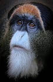 Gandalf Is That You One Of The Most Distinctive Guenons De Brazza S Monkeys Have A Philosophical Appearance That Inclu Wildlife Photography Gandalf Monkey