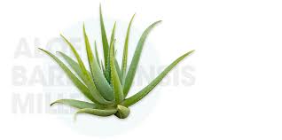 Image result for Aloe barendii
