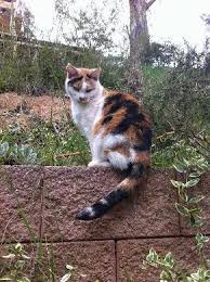 Pin On Until One Has Loved An Animal A Part Of One S Soul Remains Unawakened