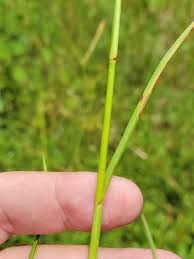 Image result for Hemarthria