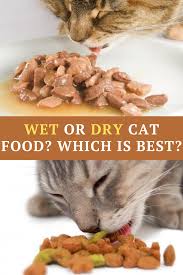 Wet Or Dry Cat Food What Should You Feed Your Cat In 2020 Dry Cat Food Cat Food Coupons Cats