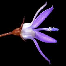 Image result for Wahlenbergia napiformis