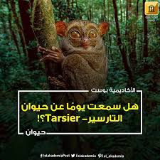حيوان التارسير Tarsier اللطيف الهادىء لكن لا تنخدع حيوان التارسير Tarsier وهو أحد أصغر الحيوانات على الإطلاق في العالم يبلغ طوله حوالي خمس Animals Owl Bird