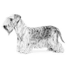 Image result for ČESKÝ TERIÉR