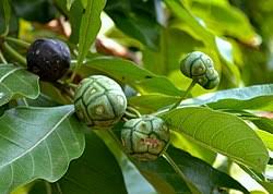 Image result for Morinda asteroscepa