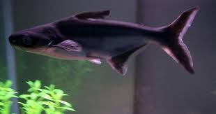 Pin By Tasha On Favorite Stuff Freshwater Sharks Fresh Water Fish Tank Saltwater Aquarium Fish