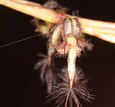 Image result for Ixora kalehensis