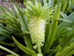 Image result for Eucomis autumnalis
