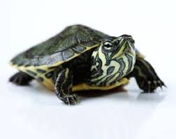 Sliders are large turtles with an average shell length of five to nine inches. New Born Yellow Bellied Slider Turtle Slider Turtle Yellow Bellied Slider Yellow Belly Slider Turtle