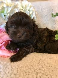 Chocolate brown havanese puppies for sale. Chocolate Brown Havanese Puppy Claz Org
