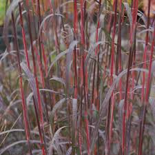 Image result for Andropogon
