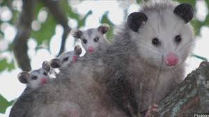 The final takeaway about yard opossum removal. 98 How Do You Get Rid Of Possums In The Backyard Home Decor
