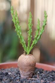 Image result for Monadenium fanshawei