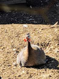 Please download one of our supported browsers. The Guinea Fowl At My Farm The Martha Stewart Blog