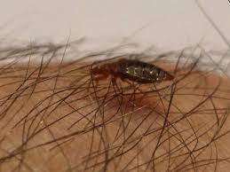 :( i keep my hair very clean, i shower every day. Dead Bed Bugs What Does It Mean If You Find One Pestseek