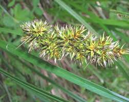 Image result for Adenostemma mauritianum