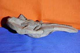 Very Rare Crinoid Fossil Indiana Usa 180 Million Years Kusera