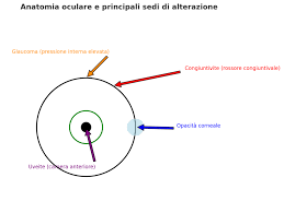Occhi rossi e opachi nei cani e nei gatti ⋆ PrealpiVet