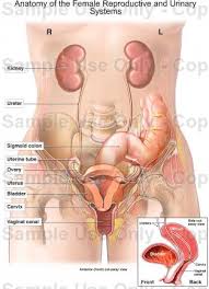 Female chest anatomy diagram female human anatomy | human. Human Anatomy Female