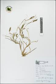 Image result for Tetrapogon