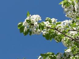 Pink cornus florida rubra tree also known as pink flowering dogwood tree. Spring Flowering Trees Free Stock Photos Download 23 830 Free Stock Photos For Commercial Use Format Hd High Resolution Jpg Images