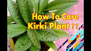 Image result for Drimiopsis