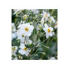 This Japanese Anemone Is One Size Up From The Standard Single White With Contrasting Stamens And Grows To 75cm Anemone Cold Frame Cool Plants
