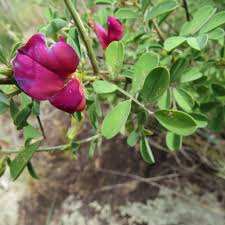 Image result for Tephrosia montana