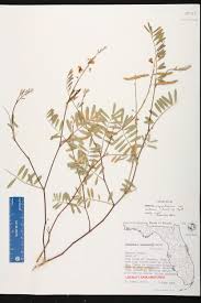 Image result for Tephrosia aequilata