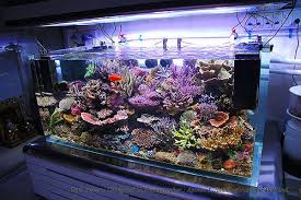 Pin On Reef