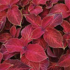 Image result for Coleus zombensis