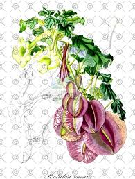 Image result for Holubia saccata