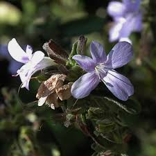 Image result for Barleria setosa