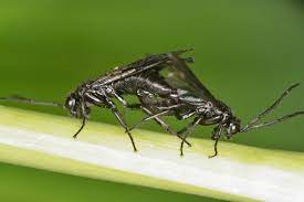 Solomon's seal sawfly resembles a caterpillar when it is in its larvae stage. Solomons Seal Sawfly Naturespot