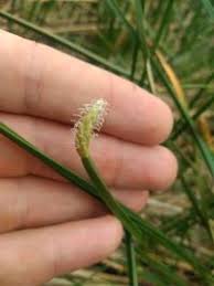 Image result for Eleocharis acutangula