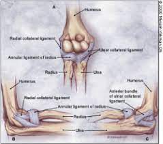 The ulnar collateral ligaments are stretched, but not torn. Elbow Ligamentous Injuries Physiopedia