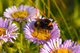 Growing wild flowers is so easy, and also great fun when using. How Native Irish Seed Bombs Benefit Our Bees Wildflower Seed Bomb Mix