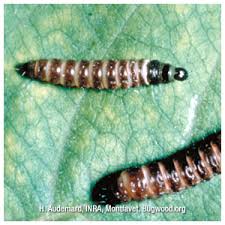 Its current classification is based on molecular phylogeny. Pest Borer Control Stop Boring Larvae From Damaging Your Plants