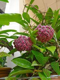 Pin On Green Thumb