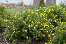 Check spelling or type a new query. 12 Most Beautiful Yellow Flowering Shrubs In India India Gardening
