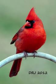 Water Birds Of North Georgia Cardinals Are My Favorite Backyard Birds Red Cardinal Meaning Backyard Birds Beautiful Birds