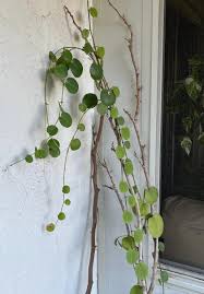 Image result for Cissus rotundifolia