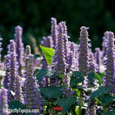 Image result for Anisosepalum humbertii