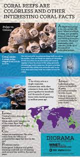 Diorama Infographic Coral Reef Pbs Digital Studios Coral Reef Reef Coral
