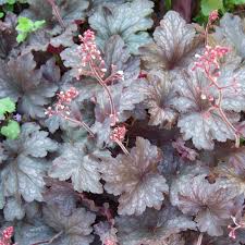 Image result for Heuchera `Palace Purple`